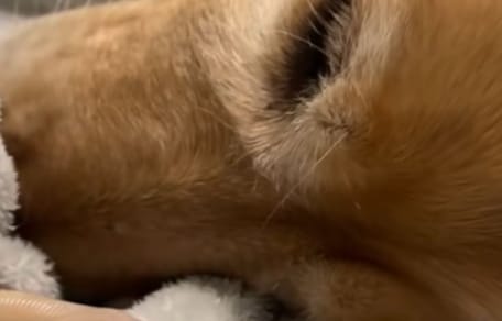 Golden Retriever macht ein Nickerchen