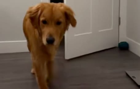 Golden Retriever