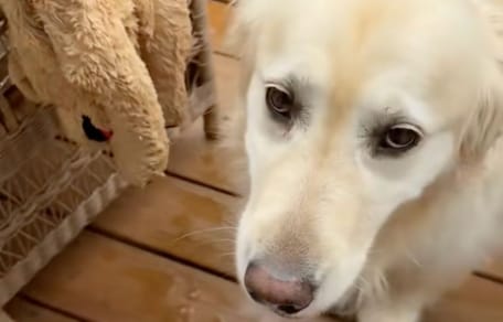 golden retriever