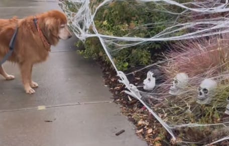 Golden retriever con decoración de Halloween