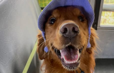 Golden Retriever