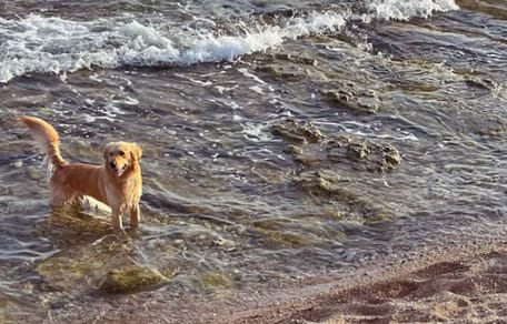 Golden retriever na plaży
