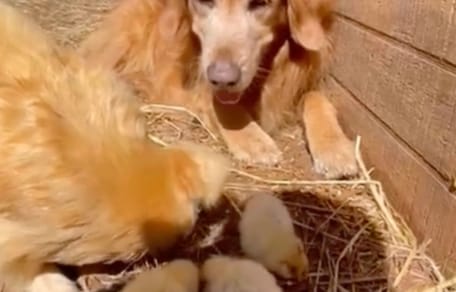 Golden Retriever Animaux Ferme