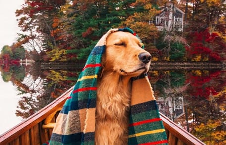 Golden Retriever Bennie.