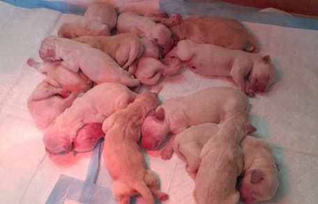 Golden Retriever bevalt van maar liefst 14 puppy's