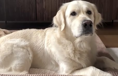 Golden Retriever compleet in de war als het Wilhelmus klinkt
