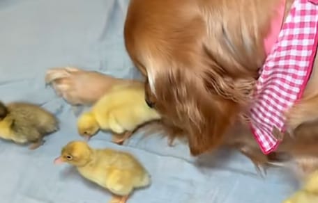 Golden Retriever e anatroccoli