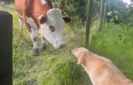 Golden Retriever et vaches