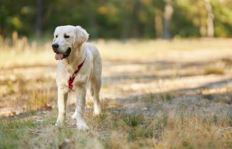 Golden Retriever im Wald