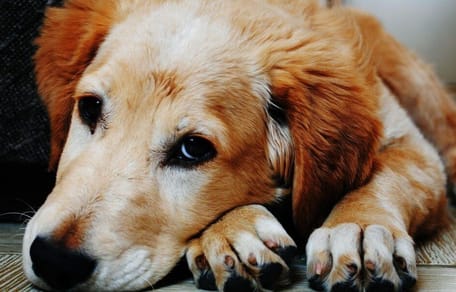 Golden Retriever looking sad