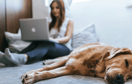 RSPCA warns owners of "ticking time bomb", as AI pet searches soar