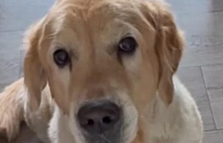 Golden Retriever Mailo