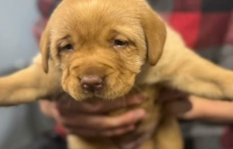 A sick Golden Retriever