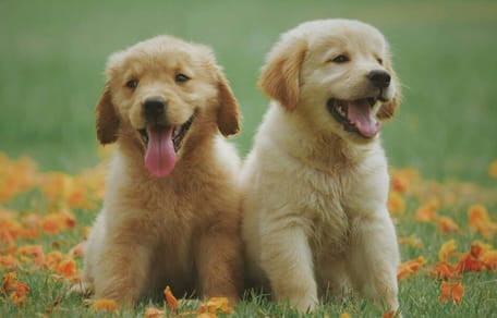 Golden Retriever puppies