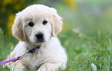 Golden Retriever puppy