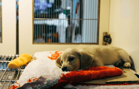 Golden Retriever puppy lying in vet bed