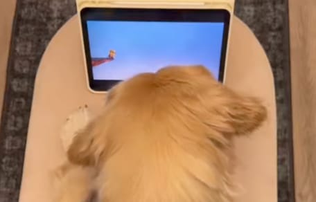 Golden Retriever schaut auf ein Tablet