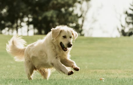 Golden Retriever race chien