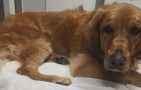 Golden Retriever Raiya