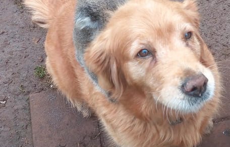 Golden Retriever redt koalabeer