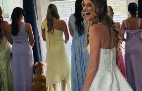 Golden Retriever robe de mariée