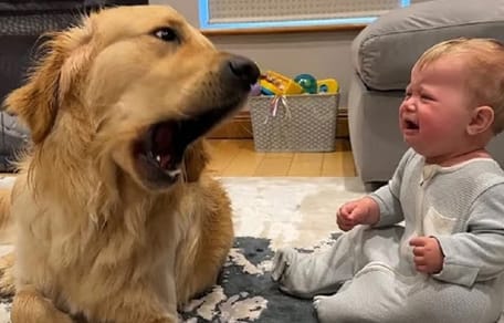 Golden Retriever sitzt vor weinendem Baby