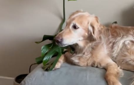 Golden retriever sur le canapé