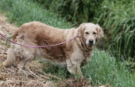Golden Retriever Tedje is al 7 weken vermist, maar ze blijven zoeken