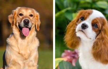 Golden Retriever und Cavalier King Charles Spaniel