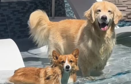 Golden Retriever und Corgi gehen schwimmen