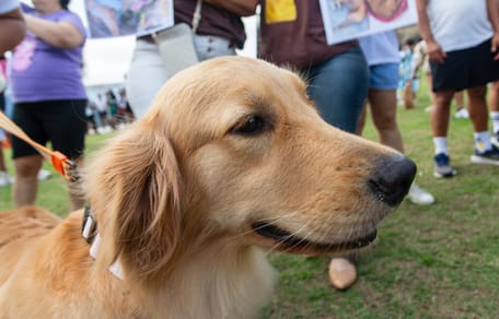 Golden Retriever vor einer Menschenansammlung