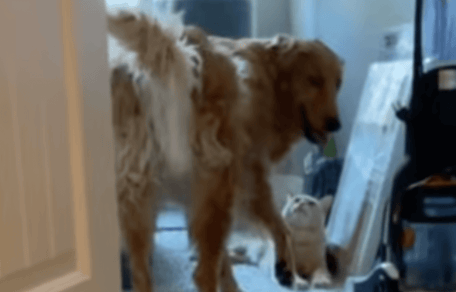 Golden Retriever und rote Katze im Badezimmer