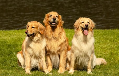 Golden Retrievers
