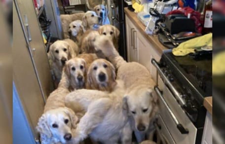 Golden Retriever in Küche zusammengepfercht