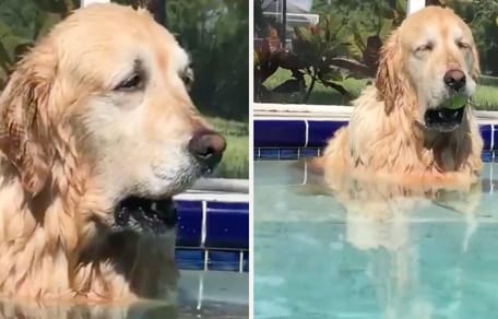 golden sentado en la piscina