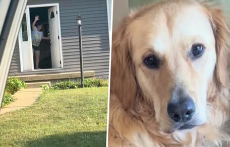 Golden Sully die bij zijn favoriete mens mag logeren