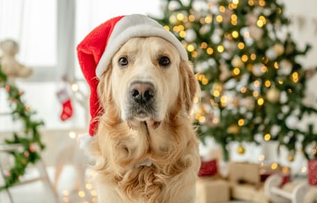 Golden w czasie świąt