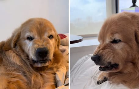 Golden ze zrzędliwą miną