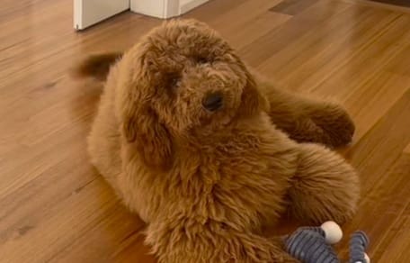 Goldendoodle