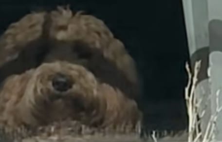 Un Goldendoodle attend le retour de sa maîtresse : elle hurle de rire en découvrant qu’il n’est pas seul