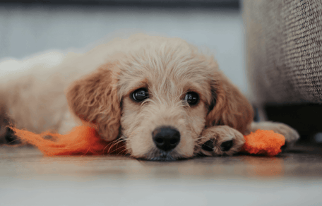 Goldendoodle puppy lying down at home