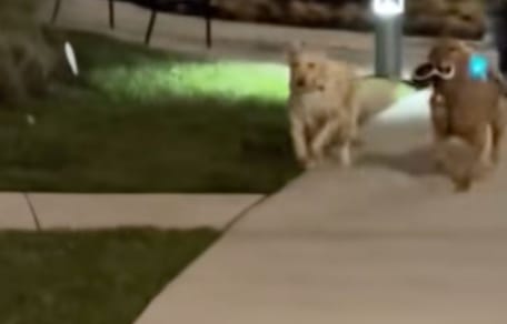 Golden retriever tiene novia