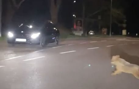 Chacal doré sur une route de Karlsruhe