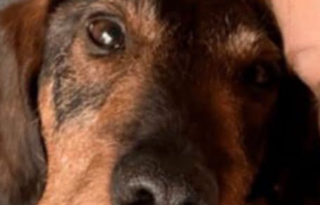 Seltene Komplikation nach Hundetod: Trauer mit unerwarteten Folgen.
