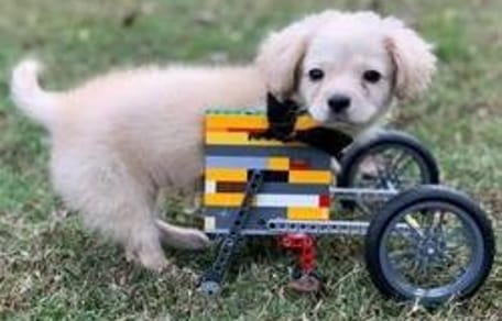 Gracie the disabled puppy