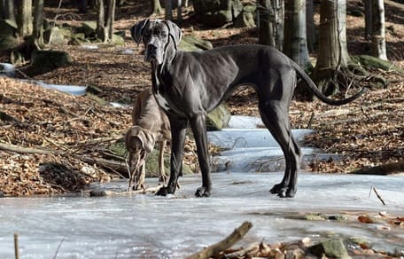 Great Dane on iced lake