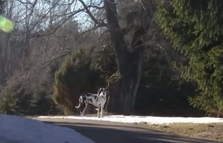 Gran danés de pie en la entrada del vecino