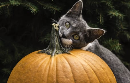 Mag een kat pompoen eten?