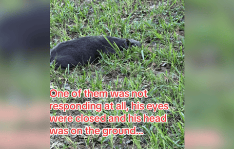 Grey cat lying on the ground