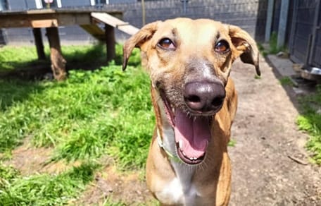 Greyhound Seven is weer op zoek naar een nieuw baasje